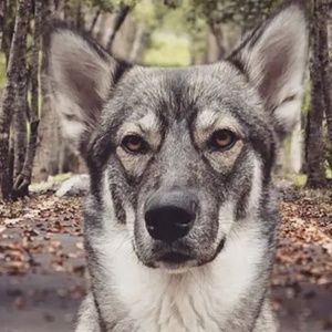 Meet your Posher, Thomas